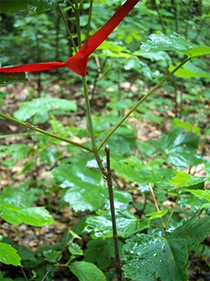 Wir machen Entschädigungs- und Schadensersatzgutachten Wald