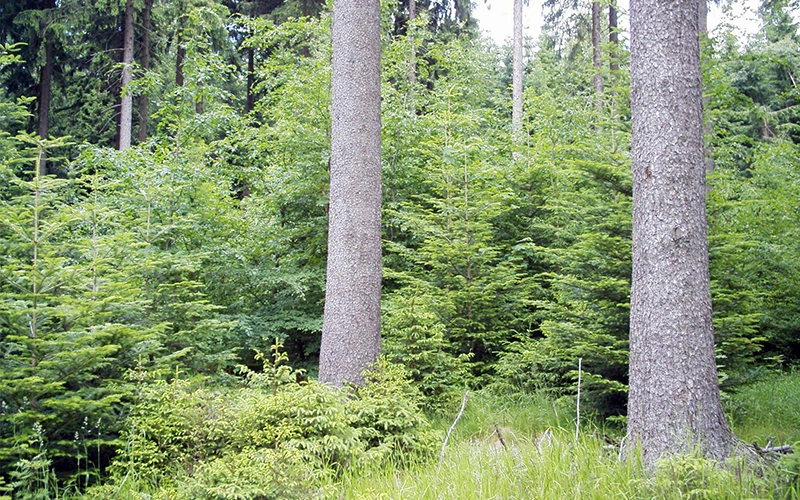 Herr Neef bei der Arbeit im Wald