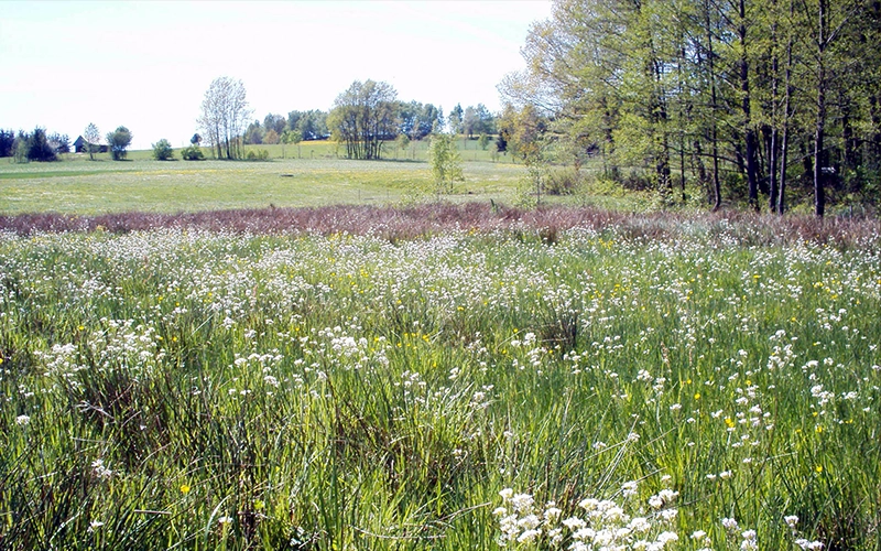 Waldökologie in Aktion