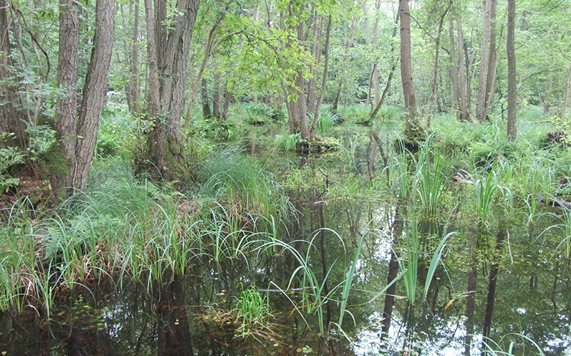 Naturschutz in Aktion